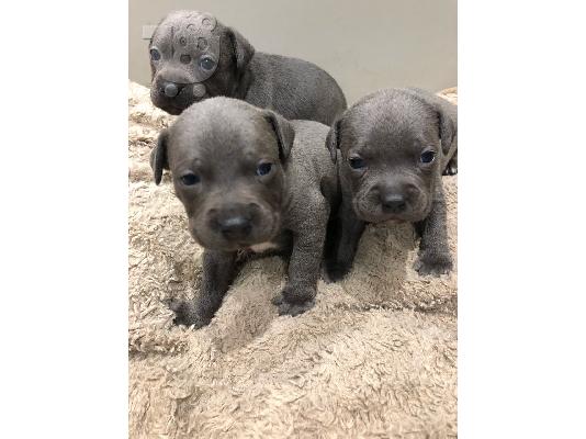 PoulaTo: Μπλε κουτάβια μπέιζμπολ Staffordshire Terrier